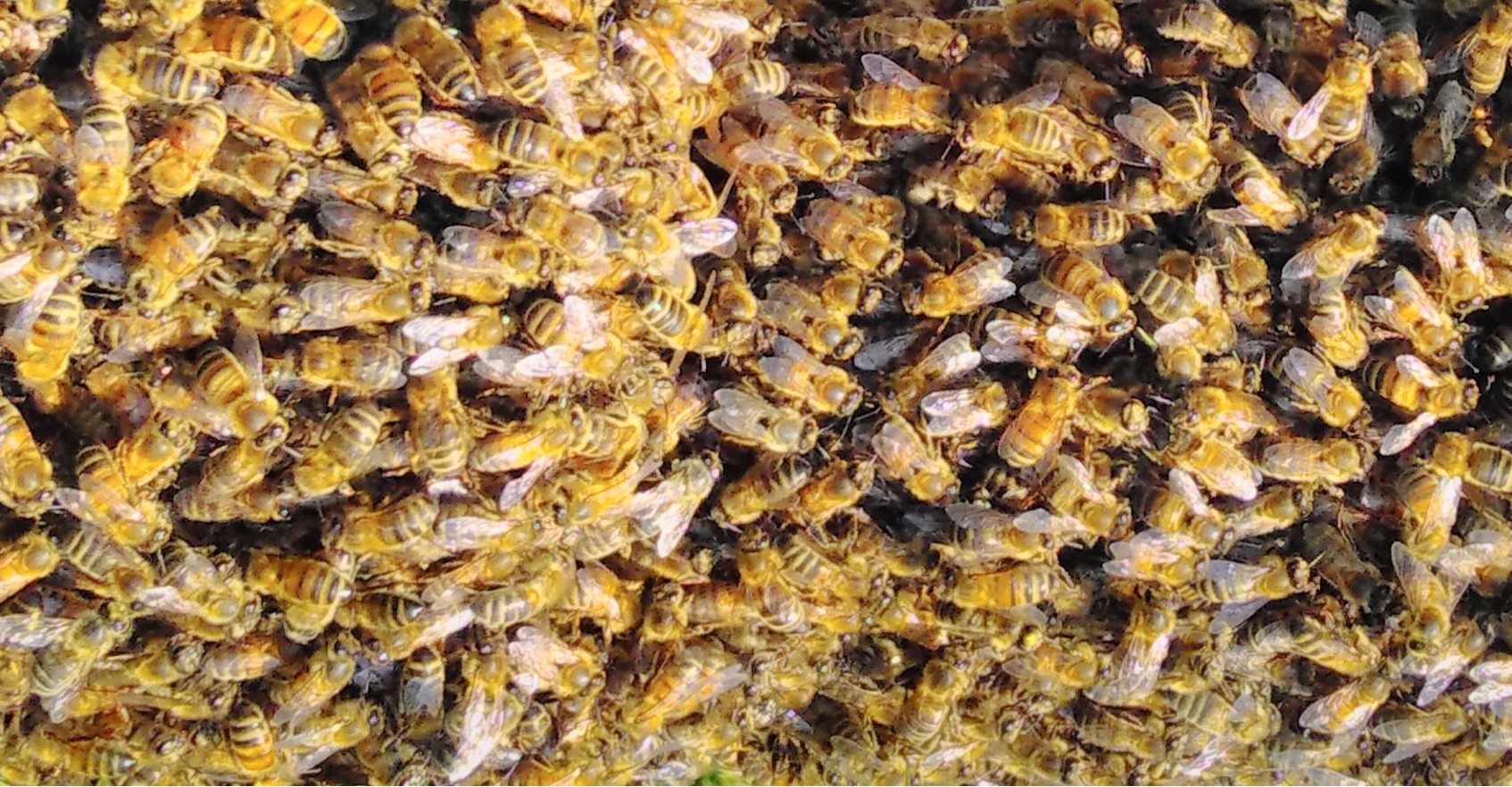 <h2>Bees</h2><div class='slide-content'><p><span class='highlight'>You can keep bees in our apiary, subject to training and safeguards</span></p></div><a href='/beekeepers/' class='btn' title='Read more'>Read more</a>